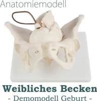 Anatomie Modell Model Weiblich Skelett Geburt Demonstration Becken Beckenmodell Anatomisches Weibliches Pelvis Pelvic Lehrmodelle Weiblichesbeckenmodell MedMod