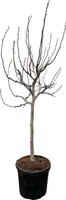 Figovník - Ficus carica - 225 cm - ø40cm