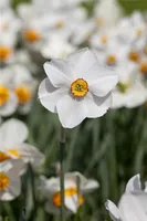 Garten-Narzisse 'Actaea' - Narcissus poeticus 'Actaea', kleinblumig weiß-gelb, im Topf 11 cm - 11 cm