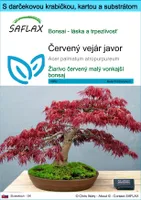 SAFLAX Darčeková sada - Červený vejár javor - Acer palmatum atropurpureum - 20 Semená - S darčekovou krabičkou, prepravným štítkom, darčekovou kartou a pestovateľským médiom
