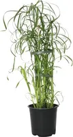 Šachor striedavolistý FloraSelf Cyperus alternifolius výška 45-55 cm kvetináč Ø 14 cm