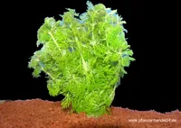 15 svazků Limnophila sessiliflora, malé Ambulia