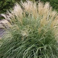 10 x Miscanthus sinensis 'Gracillimus' 1 Liter(Ziergras/Gräser) Chinaschilf