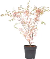Japonský javor - Acer palmatum 'Taylor' - Výška 50-60cm - ⌀19cm