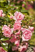 Rosa 'The Fairy', Bodendeckerrose, rosa, 40–60 cm