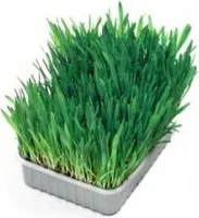 Tráva pre mačky 100 g