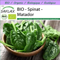 SAFLAX -- Spinat - Matador - 300 Samen - Spinacia oleracea