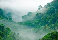 Vlies Fototapete Wald Nebel Dschungel Natur (V4 - 254cm x 184cm - 2 Bahnen) Wohnzimmer Schlafzimmer Wandtapete Tapete Latexdruck UV-Beständig Geruchsfrei Hohe Auflösung Montagefertig