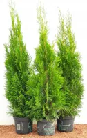 Thuja occidentalis 'Smaragd', Lebensbaum, immergrün, 80–100 cm