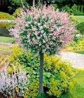 BALDUR-Garten Salix-Stämmchen "Hakuro Nishiki", 1 Pflanze, Flachwurzler, winterhart, mehrjährig, Salix integra, Zierstämmchen, Flachwurzler, Harlekin-Weide