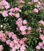 BALDUR Garten Rosen 'The Fairy', 1 Pflanze, Bodendeckerrose, winterhart, mehrjährig, blühend, Schnittblume, Rosa Hybride, Beetrose, große Blütenfülle, Bodendeckerrose