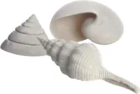 biOrb Sada mořských mušlí 3 bílé