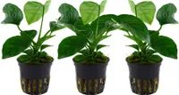 Aquarium Pflanze 3 Stück Anubias barteri Wasserpflanze Tropica Nr.101U Set