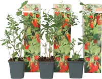 Goji Pflanzen - 3 Stk - Lycium barbarum - Höhe 25-40cm - ⌀9cm