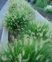 10 x Pennisetum alopecuroides ‚Little Bunny' (Ziergras /Gräser) Lampenputzergras