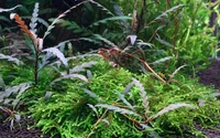 Aquarium Pflanze Aquariumpflanze Hygrophila pinnatifida AquaOne Nr.351A Deko