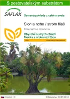 SAFLAX - Slonia noha / strom fliaš - Beaucarnea recurvata - 10 Semená - S pestovateľským substrátom bez klíčkov