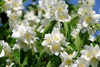 Jasminum Sambac - arabischer Jasmin Sambac 60-100