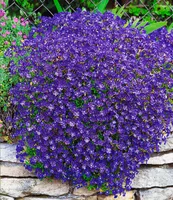 BALDUR-Garten Winterharter Bodendecker Blaukissen 'Cascade Blue', 3 Pflanzen mehrjährig Steingarten, winterharte Staude, pflegeleicht, Wasserbedarf gering, blühend, Aubrieta x cultorum Cascade Blue