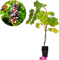 Vitis vinifera, rote Traube, 13 cm Topf