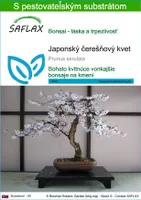 SAFLAX - Japonský čerešňový kvet - Prunus serulata - 30 Semená - S pestovateľským substrátom bez klíčkov