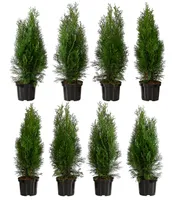 Dehner Thuja Smaragd, für 2 Meter Hecke, ca. 60-70 cm, 8 x 3 l Topf, Heckenpflanze