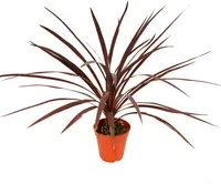 Red Club Lily - Cordyline australis "Red Star" - květináč 12 cm - výška cca 50 cm