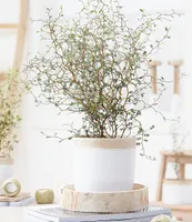 BALDUR Garten Maori® Sophora Cotoneaster Little Baby, 1 Pflanze, Schnurbaum Zimmerpflanze, Grünpflanze, mehrjährig - frostfrei halten, blühend, Sophora prostrata
