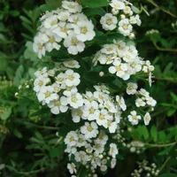 Strauchspiere Spiraea nipponica 'Snowmound' im 5 Liter Topf 60-100 cm