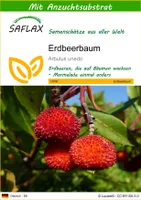 SAFLAX - Erdbeerbaum - 50 Samen - Mit keimfreiem Anzuchtsubstrat - Arbutus unedo