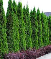 BALDUR Garten Thuja Smaragd Lebensbaum, 1 Pflanze, occidentalis, Thujahecken winterhart, mehrjährig, pflegeleicht, immergrün, Thuja occidentalis Smaragd, Sichtschutz, Heckenthuja