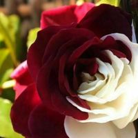 Seltene schwarze Rose Blumensamen Gartenpflanze für Deko Home Office 200 Stücke 