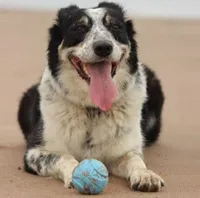 Chuckit! Hundespielzeug Ballwurfspiel für Hunde, 3er-Pack