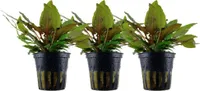 Aquarium Pflanze 3 Stück Cryptocoryne wendtii 'Tropica' AquaOne Nr.309E Set