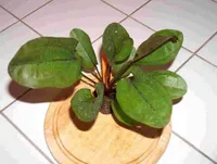 1 Topf Echinodorus rose, schnellwachsend