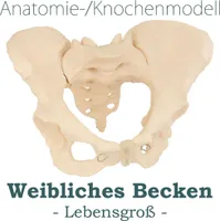 MedMod Skelett Anatomie Modell weiblicher Beckenboden, Lebensgroßes weibliches Becken, 24 x 17 x 16 cm, detailgetreues Anatomiemodell für Schule, Universität