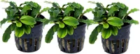 Aquarium Pflanze 3 Stück Bucephalandra pygmaea Wasserpflanze Tropica Nr.139 Set