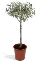 Olivenbaum - Olea - Zimmerpflanze - Ø19cm - ↕90cm