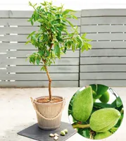 BALDUR-Garten Süß-Mandel "Nut Me® Almond", 1 Pflanze, Mandelbaum, winterhart, mehrjährig, blühend, Prunus dulcis, selbstfruchtend, essbare Früchte, Obst-Rarität