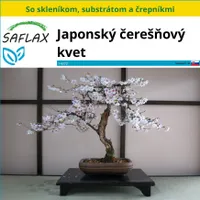 SAFLAX Kultivačný set - Japonský čerešňový kvet - Prunus serulata - 30 Semená - S mini skleníkom, pestovateľským substrátom a 2 črepníkmi