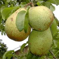 Gräfin von Paris Buschbaum