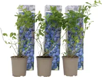 Brusnice chocholičnatá - 3 ks. - Vaccinium Sunshine Blue - Výška 25-40cm - ⌀9cm