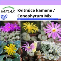 SAFLAX - Kvitnúce kamene / Conophytum Mix - Conophytum Mix - 40 Semená