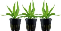 Aquarium Wasserpflanze 3 Stück Helanthium 'Quadricostatus' Tropica Nr.068 Set