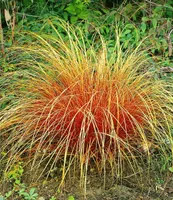 BALDUR Garten Carex 'Bronze Reflection' Segge winterharte Staude, 3 Pflanzen Ziergräser, Schmuckgras, mehrjährig, pflegeleicht, Wasserbedarf gering, Carex comans