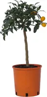 Zitrusbaum - Citrus microcarpa fortunella 'Kumquat' - Höhe 50-60cm - ⌀19cm