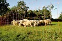 Euro-Netz Wolf Jumbo 120 cm Doppelpunkt