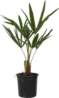 Trachykarp konopný - Trachycarpus Fortunei - Výška 35-45cm - ⌀15cm