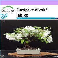SAFLAX - Európske divoké jablko - Malus sylvestris - 30 Semená