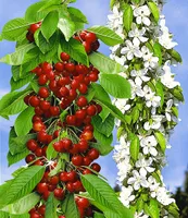 BALDUR-Garten Säulen-Apfel \'Braeburn\', 1 | Obstbäume & Gemüsepflanzen